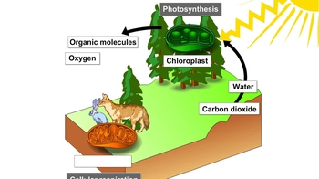 Animation: Energy Flow and Chemical Recycling