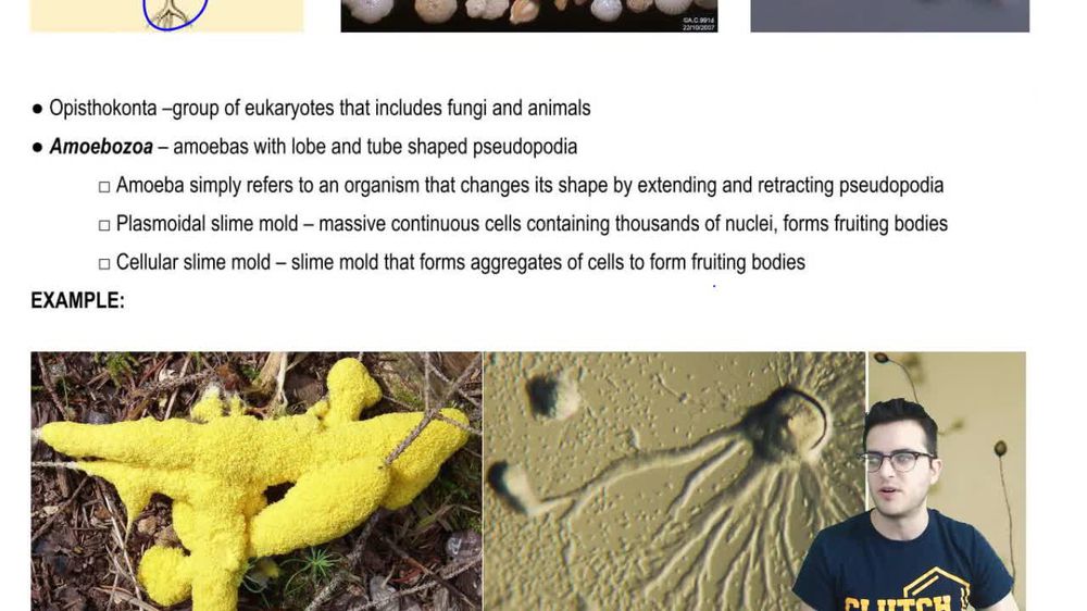 Rhizarians and Amoebozoa