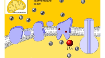 Animation: Electron Transport