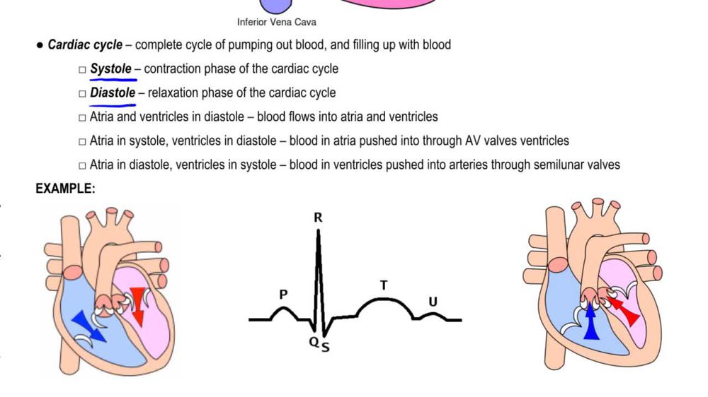 Heart Physiology