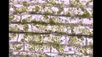 Short Video: Plasmolysis