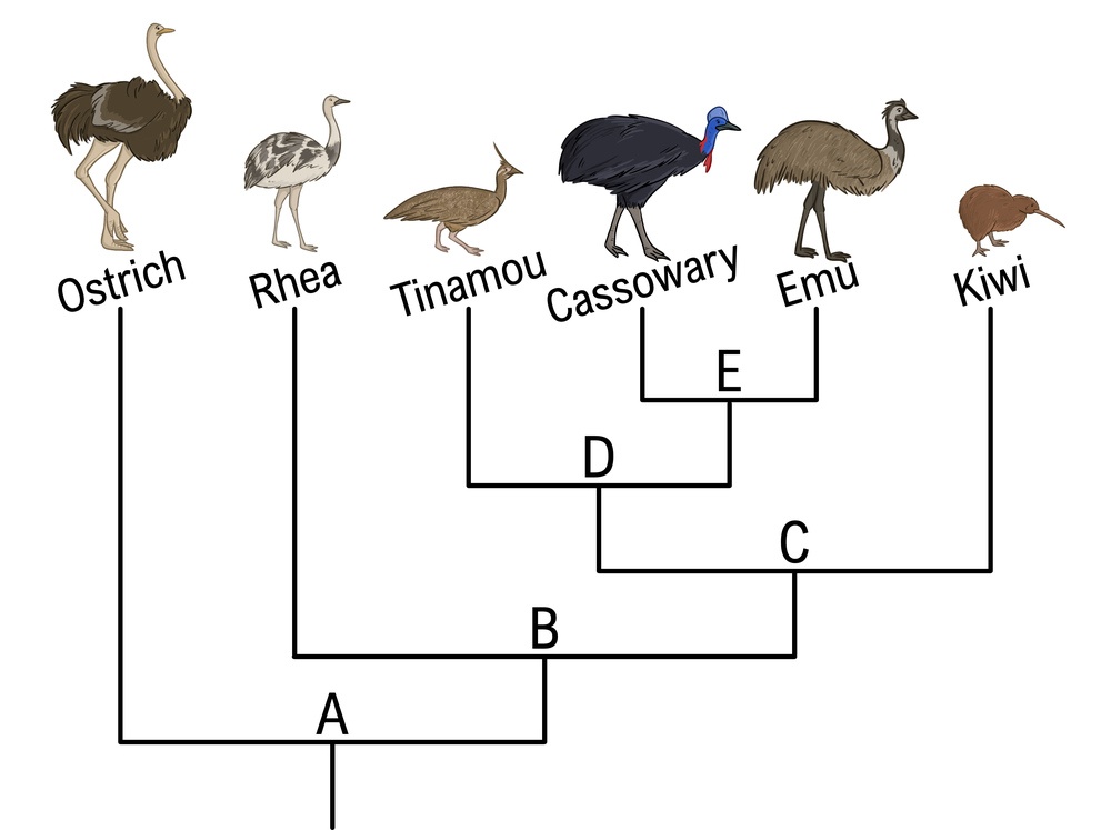 Phylogenetic tree showing the relationship between rhea and kiwi, with nodes labeled A to E.