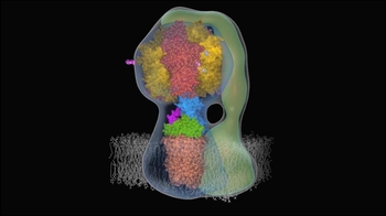 Animation: Rotating ATP Synthase