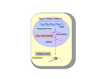 Animation: Overview of Translation