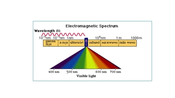 Animation: Light Energy and Pigments