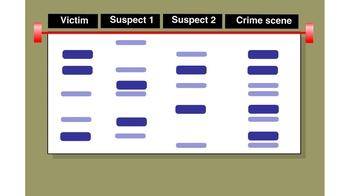 Animation: Genetic Profiles ("DNA Fingerprinting")