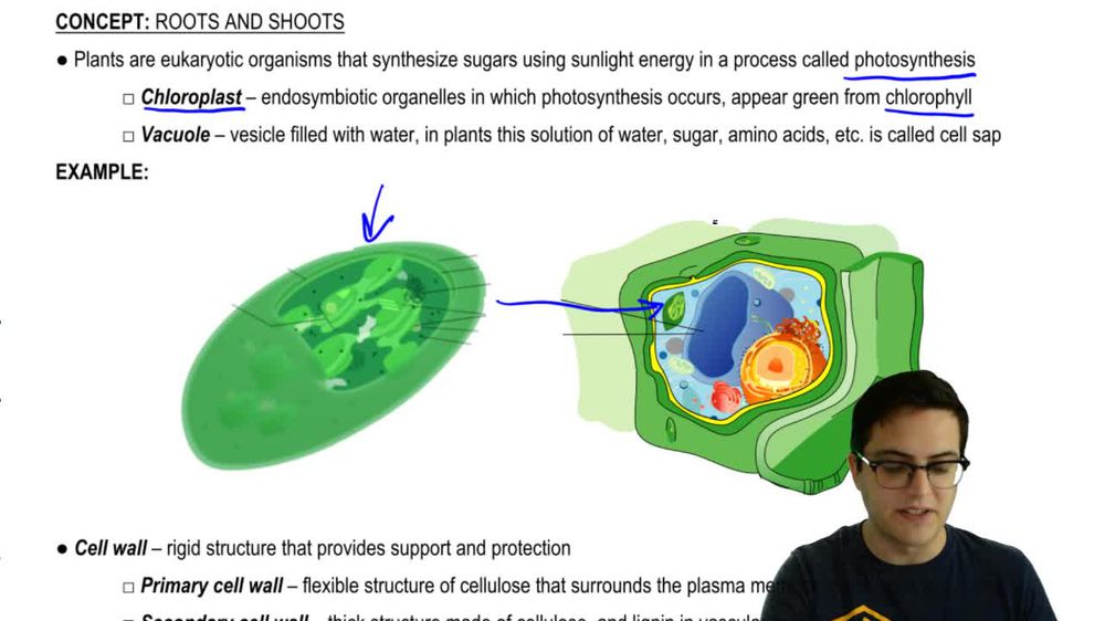 Plant Cells Review