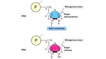 Animation: DNA and RNA Structure