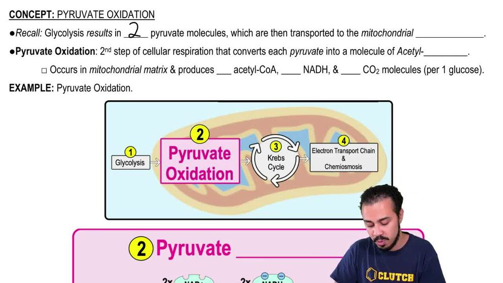 Pyruvate Oxidation