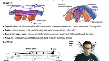 Overview of Animals - 5