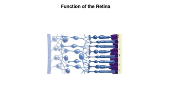 Animation:  Function of the Retina 