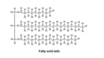 Animation: Lipids