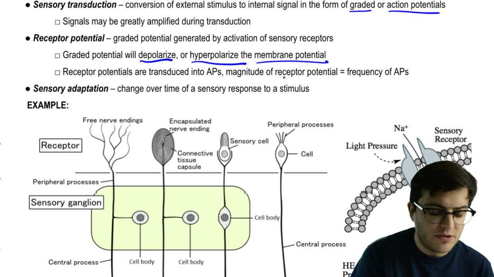 Sensory Systems