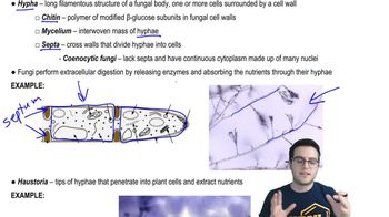 Fungi - 2
