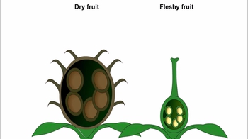 Animation: Fruit Structure and Seed Dispersal