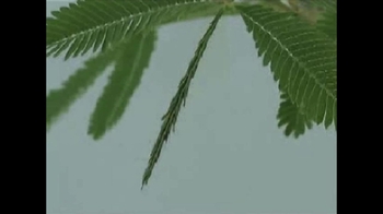 Short Video: Mimosa Leaf