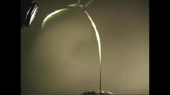 Short Video: Photropism