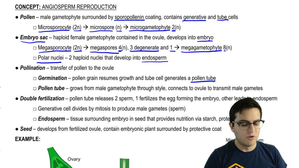 Double Fertilization