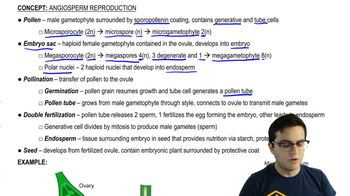 Double Fertilization