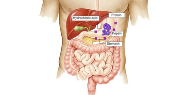 Animation: Digestive System Function