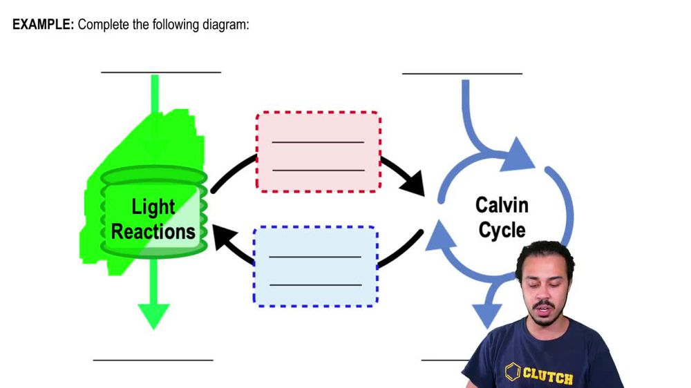 Review of Photosynthesis Example 1
