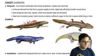 Tetrapods