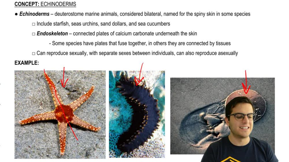 Echinoderms