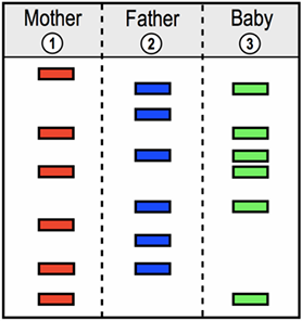 Gel electrophoresis bands comparing DNA of mother, father, and baby to verify biological parentage.