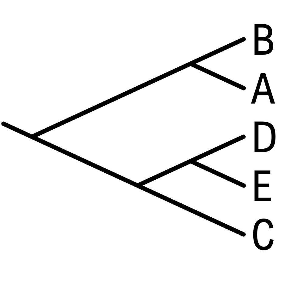 Phylogenetic tree representing species B, A, D, E, C with a different evolutionary arrangement.