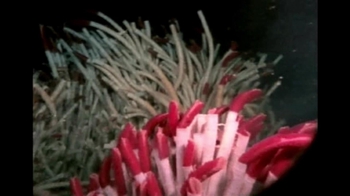 Short Video: Tubeworms