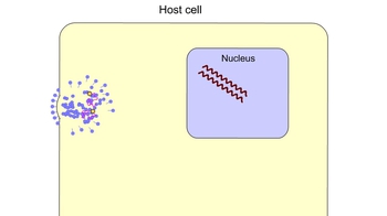 Animation: HIV Reproductive Cycle