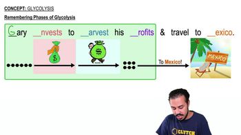 Remembering Phases of Glycolysis