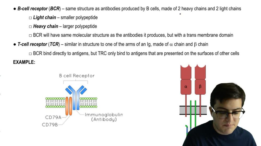 Antigen Receptors