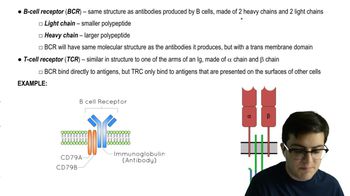 Antigen Receptors