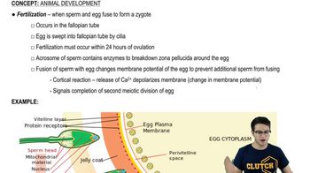 Fertilization