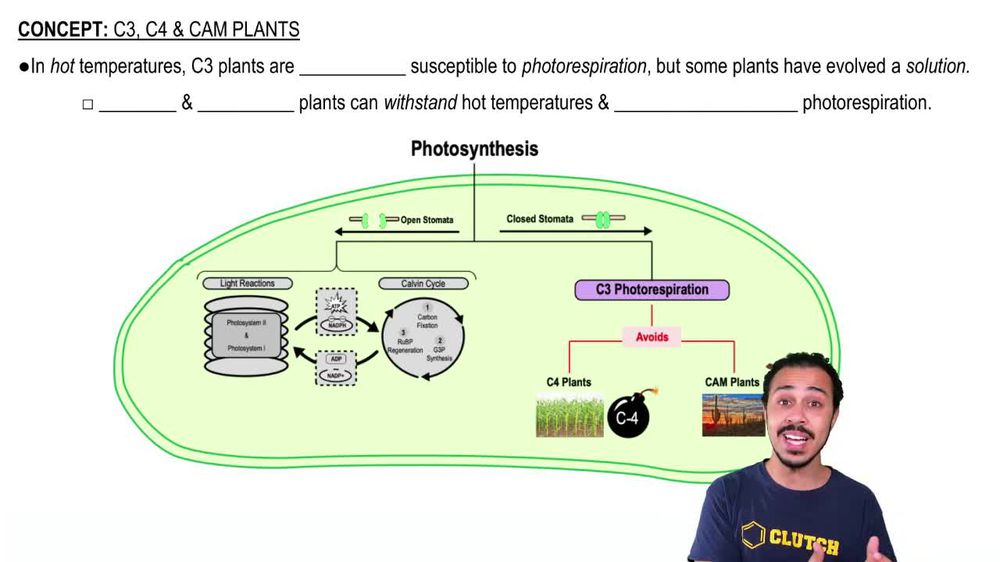 C3, C4 & CAM Plants