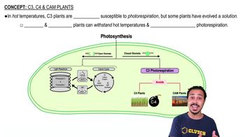 C3, C4 & CAM Plants