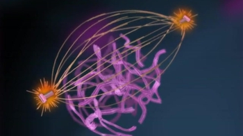 BioFlix: Mitosis 