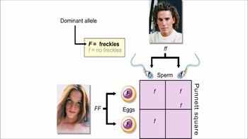 Animation: Simplified Crosses of One Character in Humans