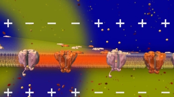 Bioflix: Conduction of an Action Potential