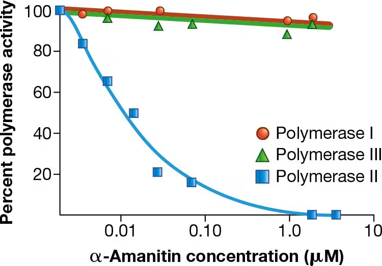 Graph showing the effect of α-amanitin concentration on RNA polymerase activity, with data for Polymerase I, II, and III.