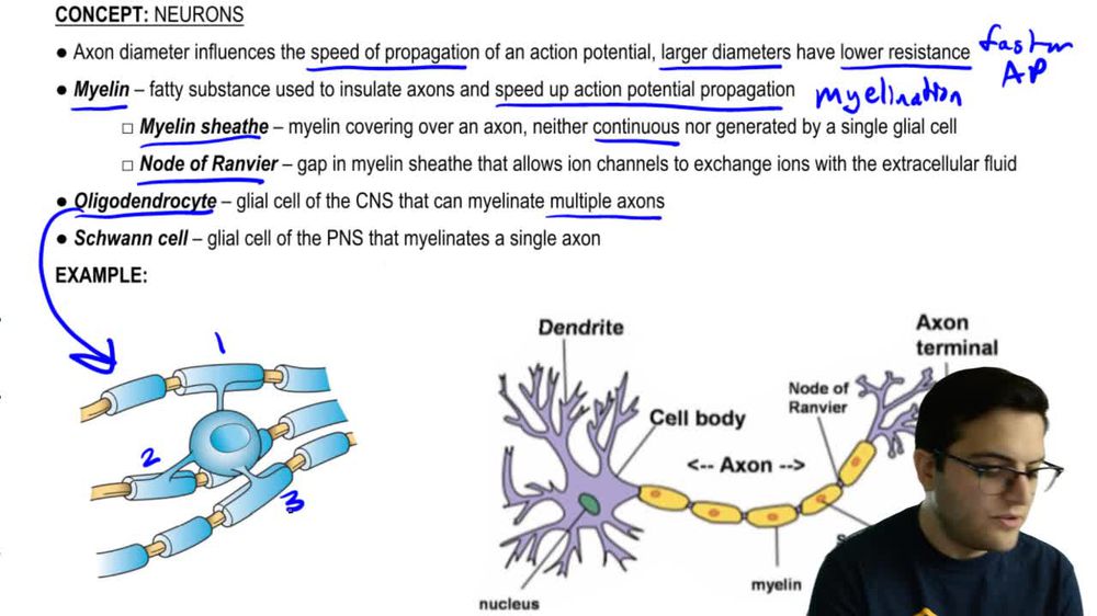 Myelin and Saltatory Conduction