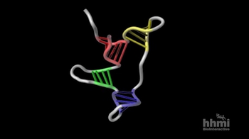 HHMI BioInteractive: Somatic Cell Nuclear Transfer