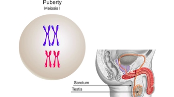 Animation: Human Spermatogenesis