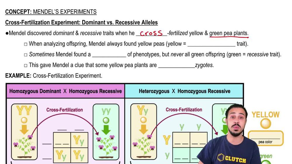 Cross-Fertilization Experiment: Dominant vs. Recessive Alleles