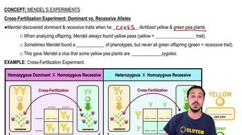 Cross-Fertilization Experiment: Dominant vs. Recessive Alleles