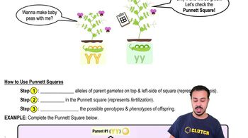 How to Use Punnett Squares
