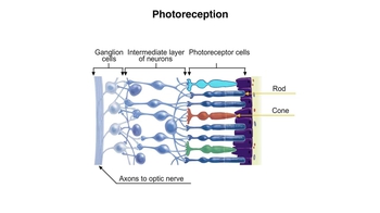 Animation: Photoreception