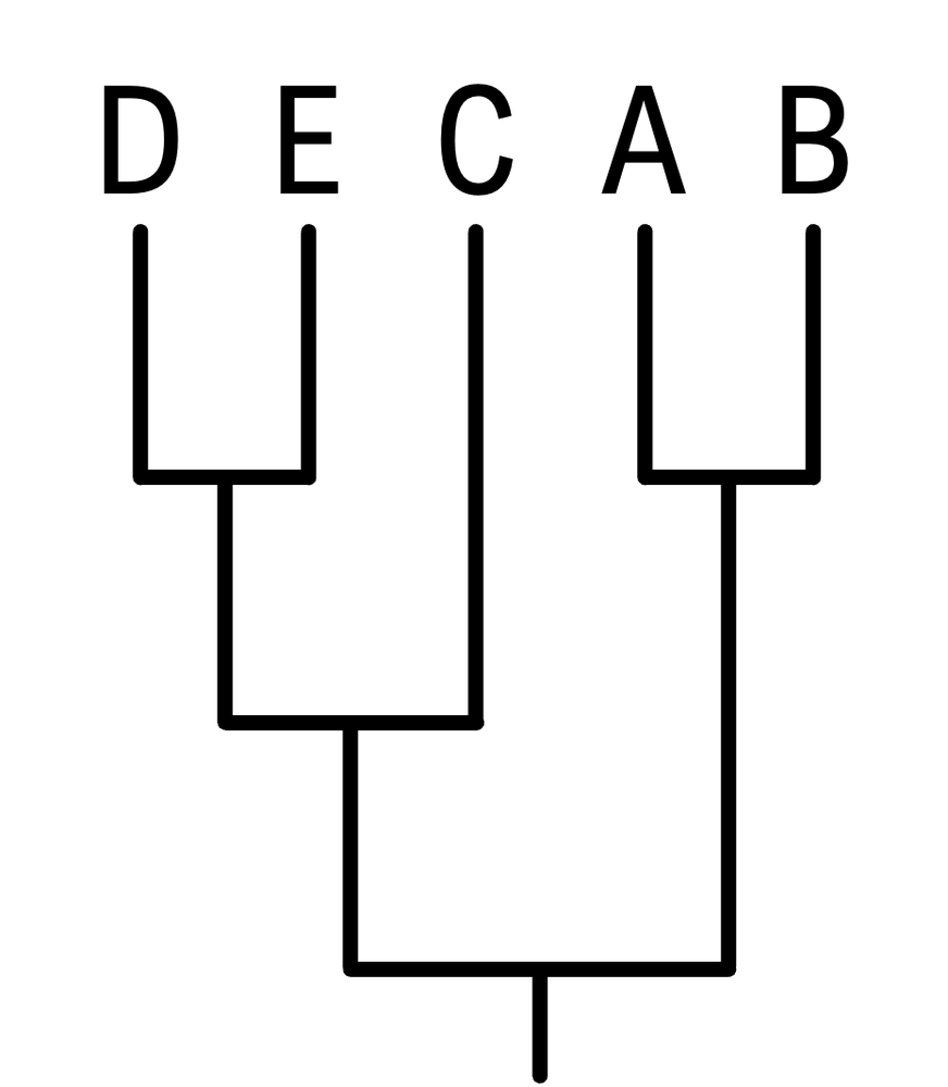 Phylogenetic tree with species D, E, C, A, and B showing a different evolutionary arrangement.