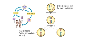 Animation: Overview of Meiosis